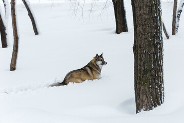 Winter husky portrait on a walk in park, beautiful dog in nature, friendship, pet. Dog or wolf