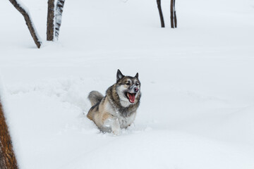 Winter husky portrait on a walk in park, beautiful dog in nature, friendship, pet. Dog or wolf
