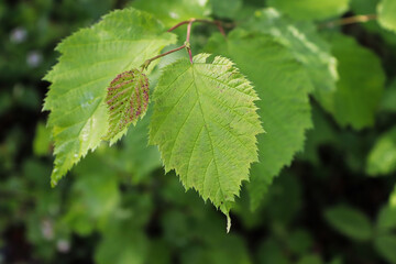 A new tiny red speckled hazelnut grows on a branch