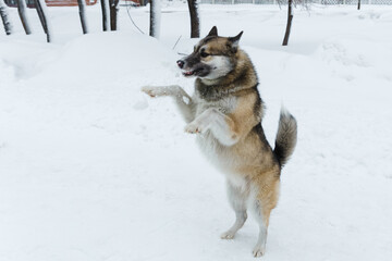 Winter husky portrait on a walk in park, beautiful dog in nature, friendship, pet. Dog or wolf