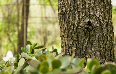 Obraz premium Closeup of tree stem with black hole, green background and green leaves in the foreground