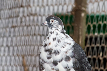 A mottled pigeon in a dovecote. Front view on a sunny summer day.