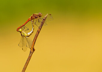 Dragonflies mate on a thin branch