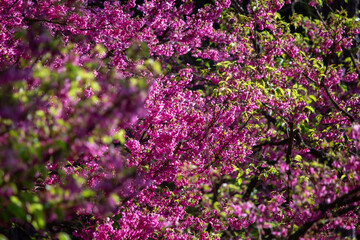 Fototapeta premium Pink cherry blossoms in full bloom, looking dense, giving a feeling of abundance.