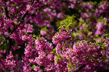 Obraz premium Pink cherry blossoms in full bloom, looking dense, giving a feeling of abundance.