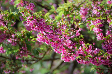 Pink cherry blossoms in full bloom, looking dense, giving a feeling of abundance.