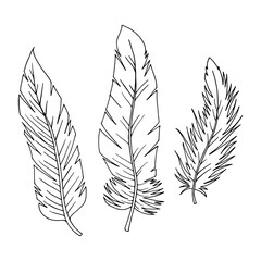 Set of feathers on a white background. Vector illustration for design of cards, invitations. Can be used in flyers, banners. Three feathers.