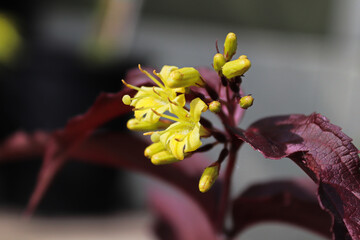 Yellow flowers glow on burgundy honeysuckle branches
