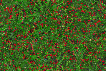 Texture of a bright green blooming vine. Small vivid red flowers on expressive grunge random lush branches. Young wild fresh vegetation grass. Live vertical nice fence. Motif repeat pattern for decor