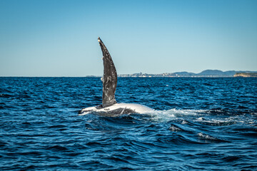 Whale showing off pec fin during a whale watching tour on the Tweed Coast, NSW
