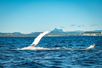 Fototapeta na wymiar Whale pec fin in front of Mount warning during a whale watching tour on the Tweed Coast, NSW