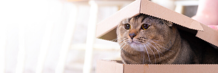 Scotch fold cat peeks out of a cardboard box with a lid on the living room floor