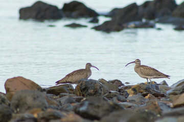 Shorebird was on the beach for looking life, dili Timor Leste