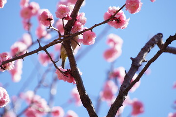 メジロと梅の花