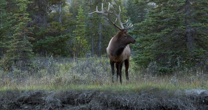 Large beautiful Bull Elk looking around at its surroundings and roaring its mating call.