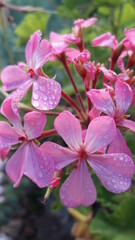 Obraz premium pink and white flower