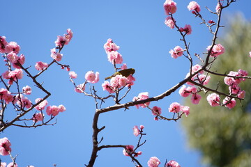 公園で咲き乱れる梅とメジロ