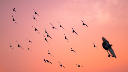 birds on sunset