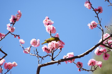 公園で咲き乱れる梅とメジロ