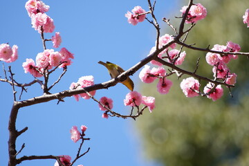 公園で咲き乱れる梅とメジロ