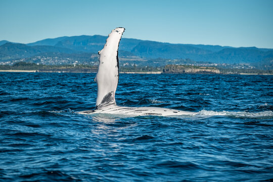 Whale showing off the pec fin during a whale watching tour on the Tweed Coast, NSW