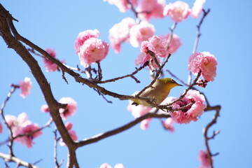 公園で咲き乱れる梅とメジロ