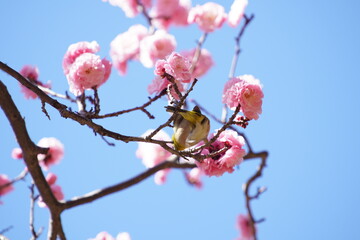 公園で咲き乱れる梅とメジロ