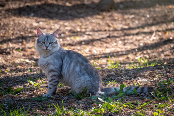 Naklejka na ściany i meble A beautiful fluffy gray cat sits on spring lawn in the sunset light
