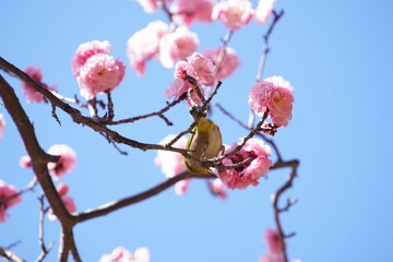 公園で咲き乱れる梅とメジロ