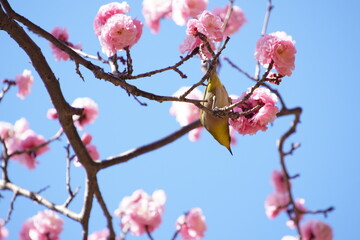 公園で咲き乱れる梅とメジロ