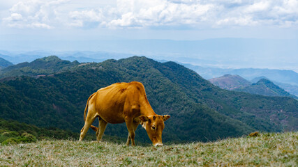 cows in the mountains