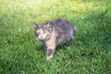 Fototapeta premium A beautiful fluffy gray cat walks on a green lawn in the sunset light.
