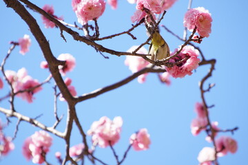 公園で咲き乱れる梅とメジロ