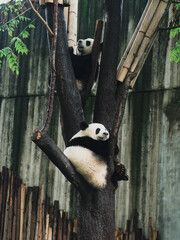 Obraz premium panda in the bamboo forest