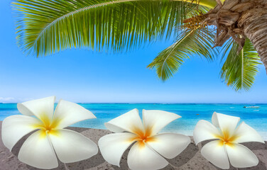 Fototapeta na wymiar fleurs blanches de frangipanier sur plage paradisiaque 