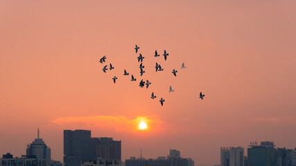 city skyline at sunset with birds