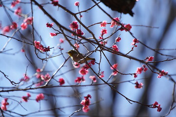 公園で咲き乱れる梅とメジロ
