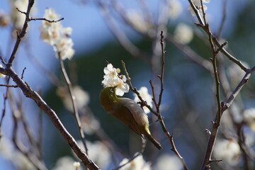 公園で咲き乱れる梅とメジロ