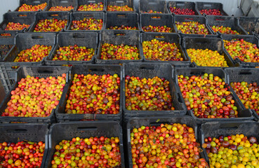 cherry plum on the market