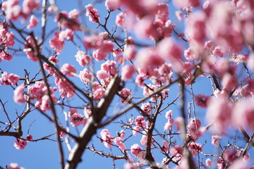 公園で咲き乱れる梅とメジロ