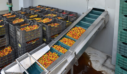 Ripe tkemali fruits are transported on a conveyor belt to a food factory. Automated machines for processing organic fruits in the plant.