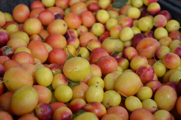 tkemali harvest