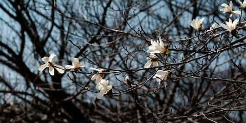 white flowers in spring