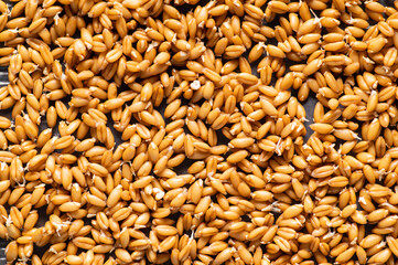 sprouted cereal seeds, wheat top view