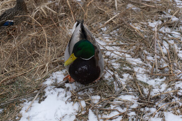 Ducks sitting near river - Mississauga Canada - 2021-02-14