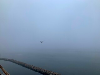 seagulls on the lake