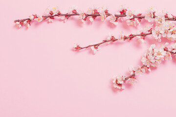 cherry flowers on pink paper background