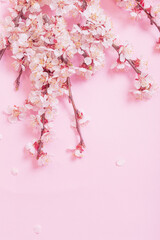 cherry flowers on pink paper background