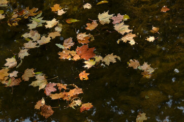 autumn leaves in water, autumn, leaves, fall, leaf, yellow, nature, season, maple, tree, orange, red, color, water, forest, abstract, foliage, colorful, green, pattern,  bright, outdoors, october