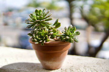 clay pot green plant cactus daisy 